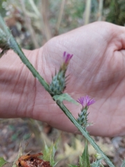 Carduus pycnocephalus