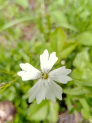 Heliosperma alpestre