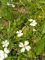 Heliosperma alpestre