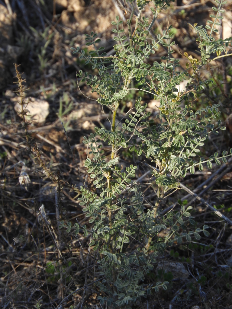 Adesmia retrofracta