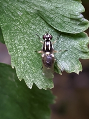 Oxycera marginata