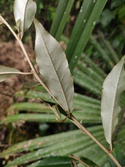Elaeagnus lanceolata