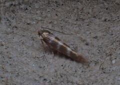 Argyresthia trifasciata