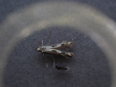 Blastodacna hellerella