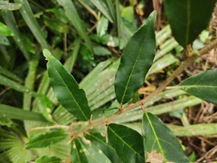 Elaeagnus lanceolata