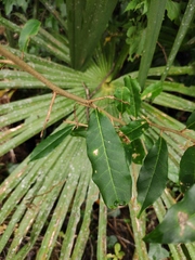 Elaeagnus lanceolata