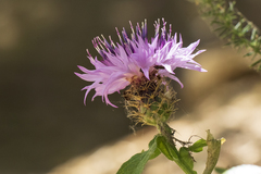 Centaurea sphaerocephala