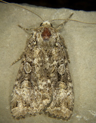 Anaplectoides pressus