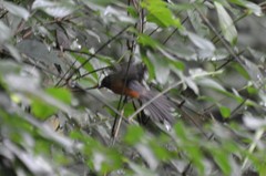 Terpsiphone rufiventer neumanni