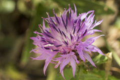 Centaurea sphaerocephala