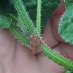 Pandemis cinnamomeana