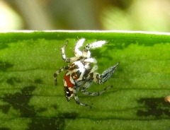 Nycerella delecta