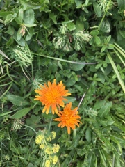 Crepis aurea