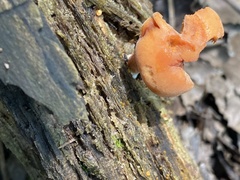 Gymnopilus liquiritiae