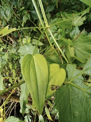 Rubia cordifolia