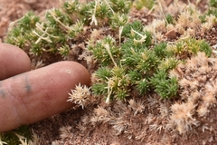 Linanthus caespitosus