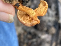 Gymnopilus liquiritiae