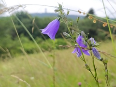 Campanula baumgartenii baumgartenii