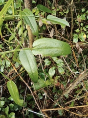 Rubia cordifolia