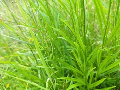 Campanula baumgartenii baumgartenii