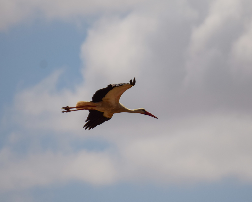 Cigogne blanche