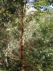 Syzygium papyraceum