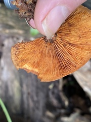 Gymnopilus liquiritiae