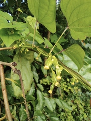 Dioscorea japonica