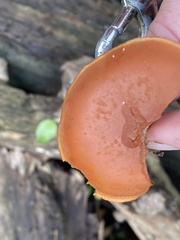 Gymnopilus liquiritiae