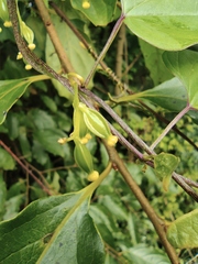 Dioscorea japonica