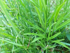 Campanula baumgartenii baumgartenii