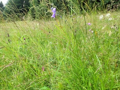 Campanula baumgartenii baumgartenii