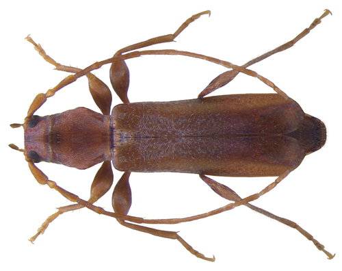 basket longhorn beetle