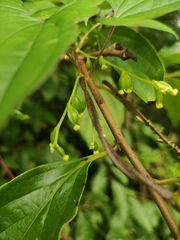 Dioscorea japonica