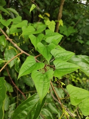 Dioscorea japonica