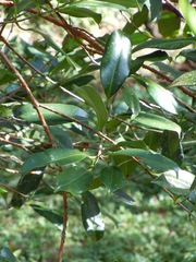 Syzygium papyraceum