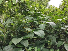 Pseudocayratia oligocarpa