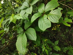 Pseudocayratia oligocarpa