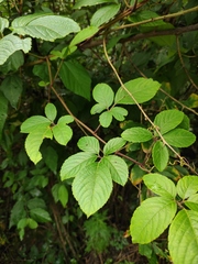 Pseudocayratia oligocarpa