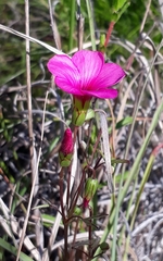 Oxalis pendulifolia