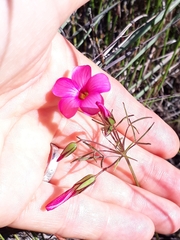 Oxalis pendulifolia