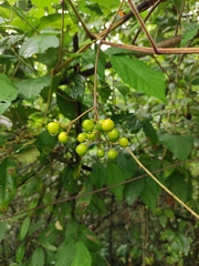 Pseudocayratia oligocarpa