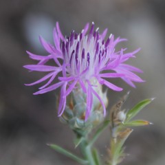 Centaurea deusta