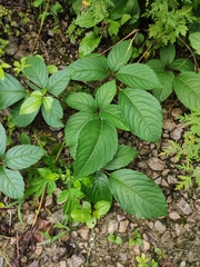 Pseudocayratia oligocarpa