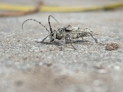 Lophopogonius crinitus