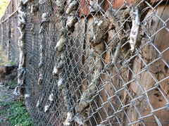 Taraxacum officinale