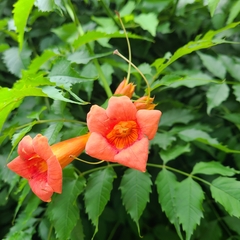 Campsis radicans