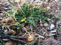 Taraxacum officinale