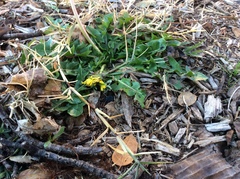 Taraxacum officinale