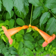 Campsis radicans